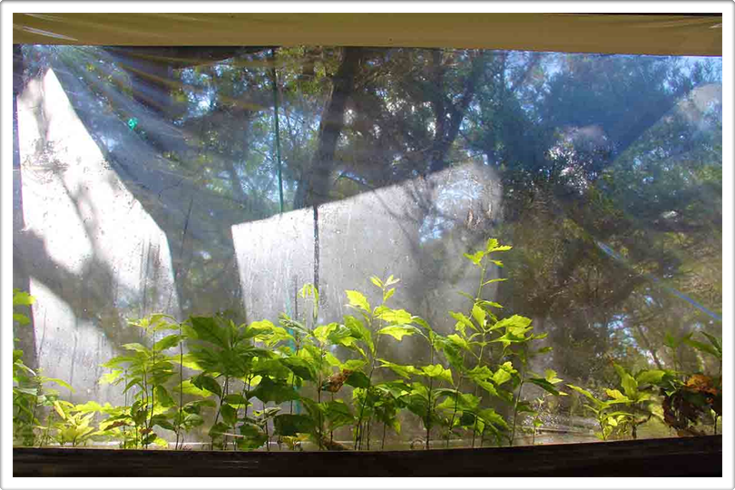 Mini Forest