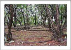 Garden Design Autin Tx Designer