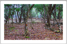 Landscape Designer Austin