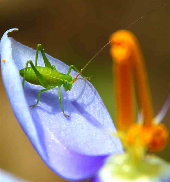 Flowers of Austin Hill Country