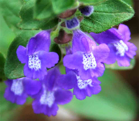 Native Flowers in The Texas Hill Country
