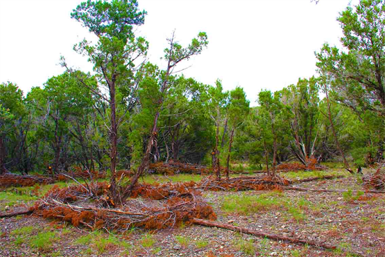 Tree Clearing And Tree Cleaning