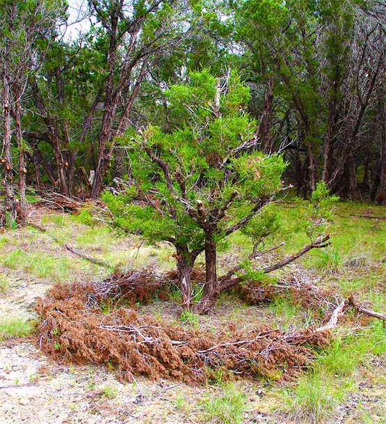We Bonsai Cedar (Juniper Ashei)