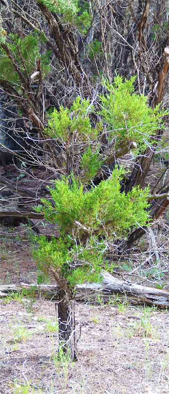 We Landscape The Land And Bonsai Cedar Trees!