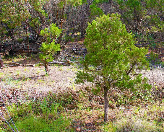 Austin Landscaping Design in Austin Texas