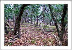 Garden Designer Austin Texas